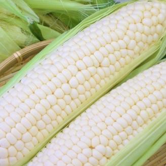 まるでフルーツ 村田農園のパールコーン 10本【大人気の白いとうもろこし(ホワイトコーン)】【配送不可地域：離島】