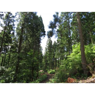ふるさと納税 南三陸町 広葉樹薪　40cm 約18kg　南三陸町FSC(R)認証林からの贈り物 |  | 01