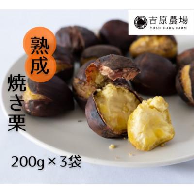 ふるさと納税 筑西市 【 吉原農場 の 完熟栗 】  熟成 焼き栗 3袋 ( 200g × 3袋 )