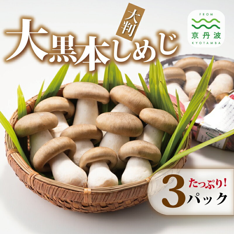 【ふるさと納税】大黒本しめじ 大判 3パックセット （ 国産 京都 きのこ キノコ 丹波 しめじ 食感 シャキシャキ 天ぷら 鍋 炒め物 ） 新生活応援 ※北海道・沖縄・その他離島への配送不可