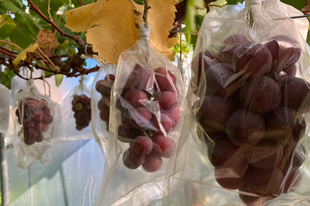 【レビューキャンペーン】【25年9月～発送】 【訳あり】 クインニーナ 1kg【先行受付】 ぶどう フルーツ 果物 ブドウ 葡萄 グレープ くだもの 産地直送