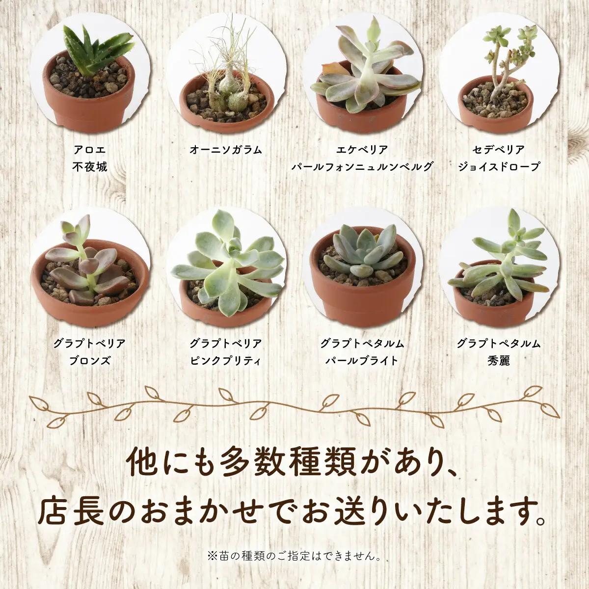 多肉植物の小苗20本（種類）セット