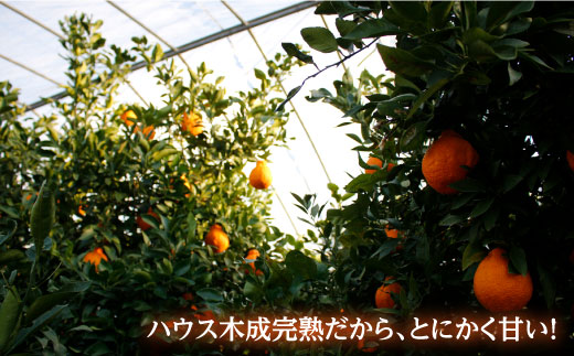 【☆先行予約☆】糖度13〜15度！ハウス木成 完熟 デコポン （ 不知火 ）約3kg 西海市 デコポン 不知火 みかん 柑橘 完熟 甘い でこぽん ＜原口果樹園＞ [CCW005]