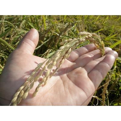 ふるさと納税 村上市 【新米受付・令和8年産米】岩船産　新之助　精米2kg×3個セット NA4152 |  | 01