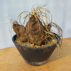 キセロフィタ トリコフィラ (発根管理済) A005｜観葉植物 コーデックス 盆栽 鉢植え インテリア ハコネコ [0686]