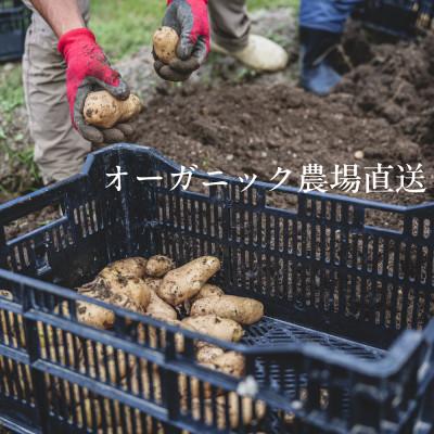 ふるさと納税 掛川市 【毎月定期便】しあわせ野菜畑の有機野菜　Mセット　(安心の有機JAS認証　オーガニック野菜)全3回 |  | 01