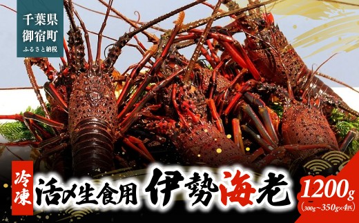 活〆生食用伊勢海老（冷凍）1200g（300～350g）×4匹  ONJB039