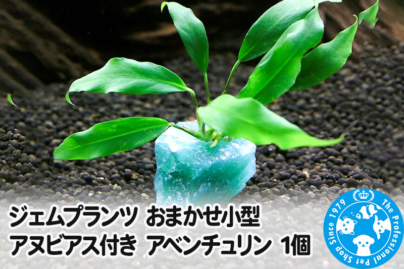 
                  ジェムプランツ おまかせ小型アヌビアス付き アベンチュリン 1個 [株式会社チャーム charm ジェムプランツ 宝石 水晶 レイアウト素材 形状お任せ おまかせ 植物 観葉植物 インテリア]
                