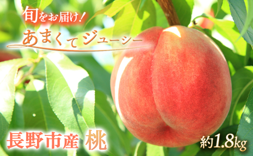 2026年産先行予約 桃 約1.8kg オンライン決済限定 白桃 もも モモ フルーツ 果物 くだもの あかつき 川中島白鳳 川中島白桃 旬のフルーツ デザート 限定 信州 長野県 長野