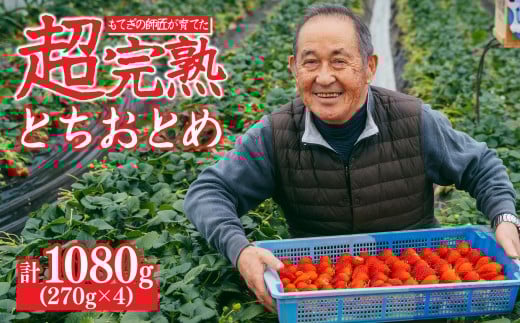 【先行受付：3月以降発送】いちご「茂木完熟いちご」師匠が育てた朝採れとちおとめ レギュラーサイズ 約270g × 4パック 計約1080g | いちご イチゴ 苺 とちおとめ 完熟 果物 フルーツくだもの 甘い あまい 旬 産地直送 栃木県産 関いちご園 栃木県 茂木町