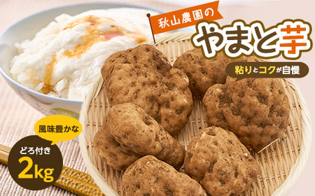 やまと芋の町!多古から「秋山農園のやまと芋」2kg(どろ付き)_野菜 自然薯 根菜 じねんじょ ジネンジョ_【1459872】