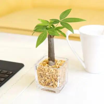 【観葉植物】土を使わないで清潔なミニ観葉植物 ゼオライト植え・ガラス鉢 キューブ形 2鉢セット（パキラ）【観葉植物 インテリア 部屋 おしゃれ 福岡県 筑前町 送料無料 AG050VC02】