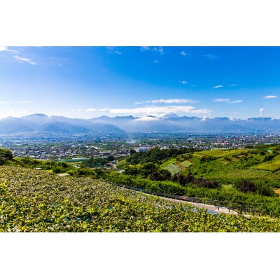  銀河農園まきおか 巨峰 約1.5kg (3～4房)【配送不可地域：離島】