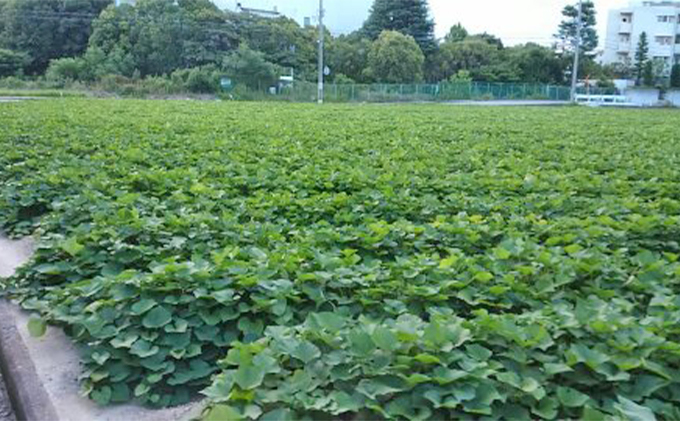 紅はるか伊丹の干し芋　平干し芋180g×3袋