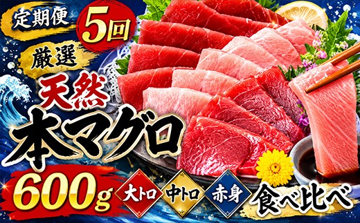 
            【 定期便 5回 】 厳選天然本マグロ 600g | 大トロ 中トロ 赤身 食べ比べ 刺身 刺し身 さしみ 海鮮丼 寿司 魚 ふるさと納税 限定 食べ比べ まぐろ 鮪 魚 魚介類 刺身 海鮮 まぐろ丼 手巻き寿司 冷凍 サク とろ 漬け丼 ふるさと納税定期便 ふるさと納税マグロ 20万円 10万円 頒布会 訳あり 人気 定期便 数量限定 期間限定 訳アリ 訳あり わけあり 高知県 室戸市
          
