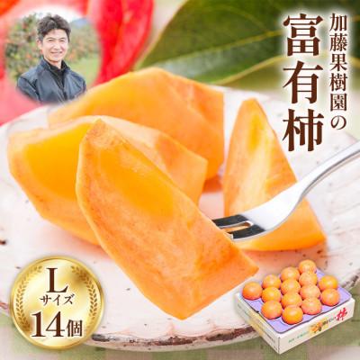 ふるさと納税 本巣市 加藤果樹園の富有柿 Lサイズ (14個入)
