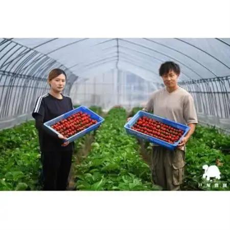 【先行受付】埼玉県限定品種あまりん(250g×4パック)約1000g【配送不可地域：離島】【1768016】