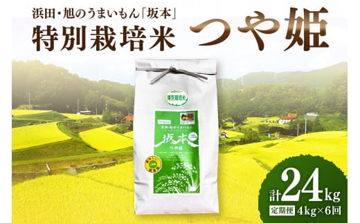 【定期便】【令和6年産】浜田・旭のうまいもん「坂本」特別栽培米つや姫　4kg×6回 【1029】