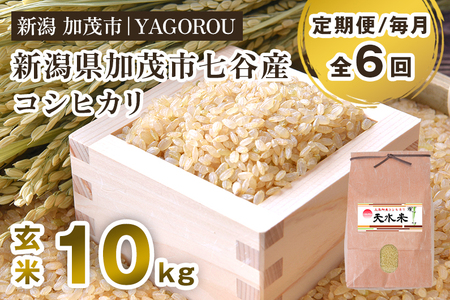 【令和7年産新米先行予約】【定期便6ヶ月毎月お届け】新潟県加茂市 七谷産コシヒカリ 玄米10kg 《10月中旬～順次発送》 新潟産コシヒカリ 豊かな山水で育った天水米 加茂市 YAGOROU ヤゴロウ
