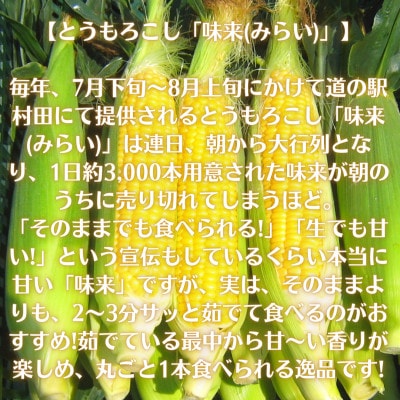 【先行受付2024年】とうもろこし味来(みらい　約3.0kg)　数量限定【配送不可地域：離島】