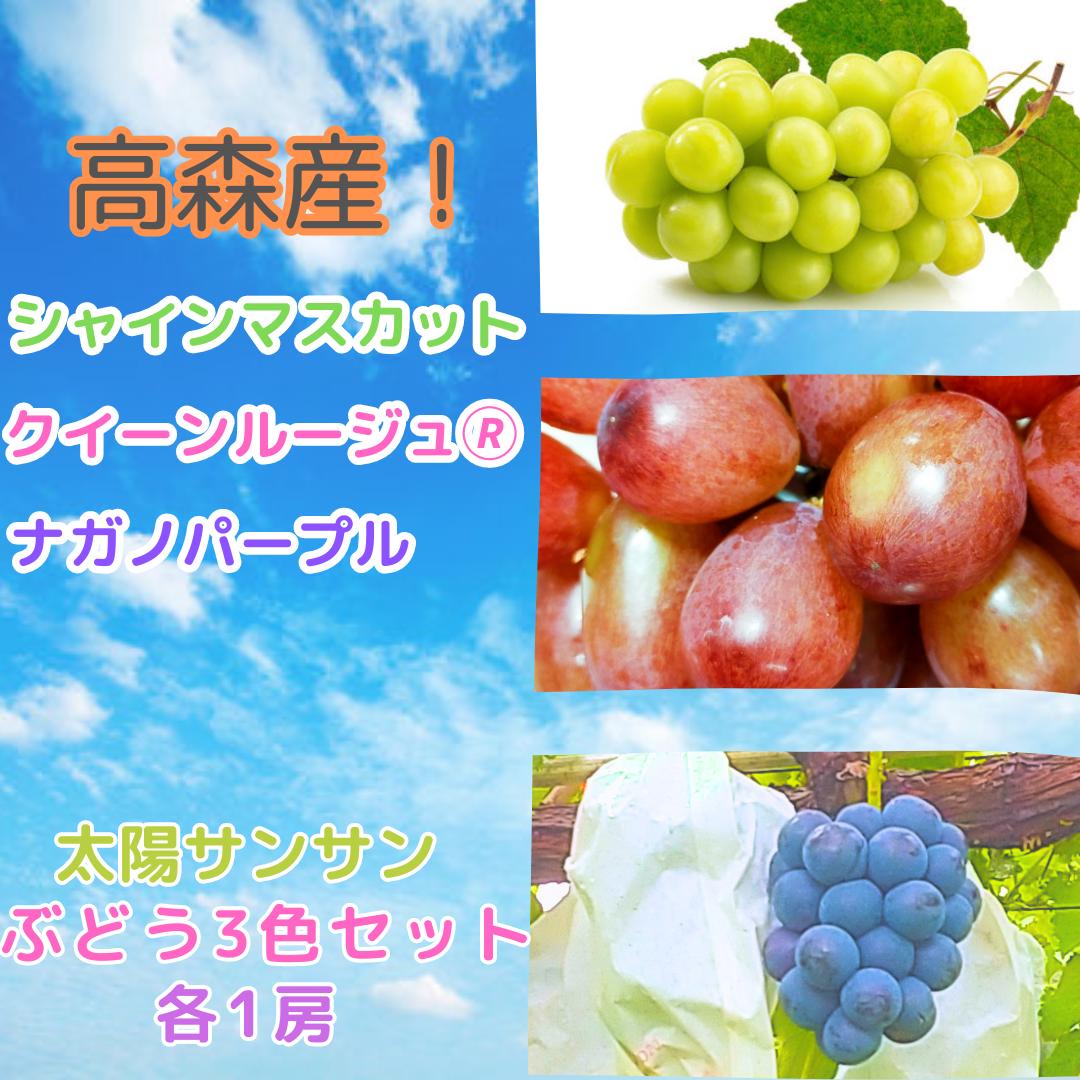 
            太陽サンサン ぶどう３色セット 各1房 9月上旬より発送 長野県 信州 南信州 高森町 農家直送 果物 くだもの ぶどう 旬のぶどう シャインマスカット クイーンルージュ(R) ナガノパープル サングレープ
          