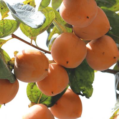 ふるさと納税 八幡浜市 《秋の味覚 種なしで食べやすい》 訳あり ひらたねなし柿 7.5kg【D20-36】 |  | 02