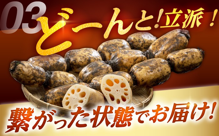 全国屈指の名産地 白石町から高品質れんこんをお届け！