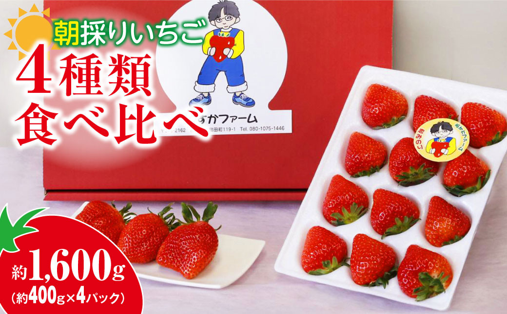 
            【2026年 先行予約】いちご 4種食べ比べ 400g × 4パック 1.6kg｜コク 甘み 朝採れ やよいひめ ななか 恋みのり あまおとめ あすかルビー 贈答用 新鮮 完熟 いちご 旬 苺 ストロベリー 産地直送 果汁 あまい 人気 高評価 減農薬 美容 健康 旨味 高糖度 ごほうび 群馬県 前橋市
          