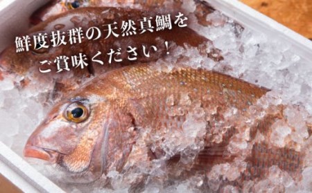 【全6回定期便】 天然 鯛 お茶漬け 6食 [JAI008]