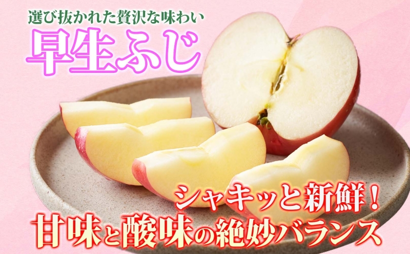 りんご 【9月・10月発送】家庭用 早生ふじ 約3kg　リンゴ 林檎 青森りんご 糖度 13度 甘い 酸味 デザート フルーツ 果物 お取り寄せ 産地直送 旬 季節限定 弘果物流 青森県 西目屋村 西