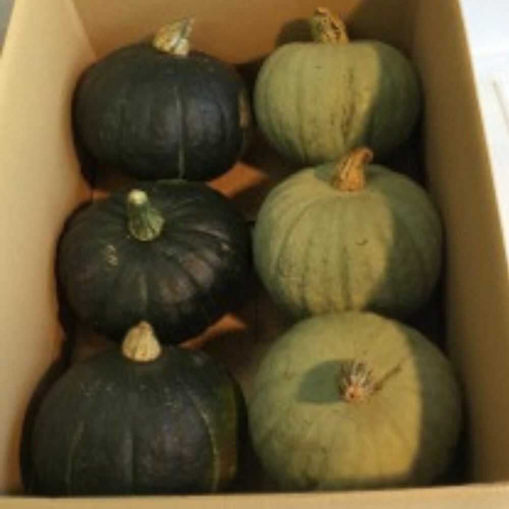 【ふるさと納税】北海道 かぼちゃ 約12kg（ダークホース・とっておき）《足寄町》【足寄アグリバイオ株式会社】かぼちゃ カボチャ ダークホース とっておき ハロウィン グラタン スープ 旬 新鮮 北海道産 道産 寒冷地 あしょろ[BEAC004]