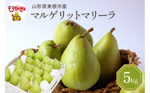 【2026年産】 西洋梨 マルゲリットマリーラ 5kg 秀品 化粧箱入り 山形県 東根市 東根農産センター提供 hi027-189-r8