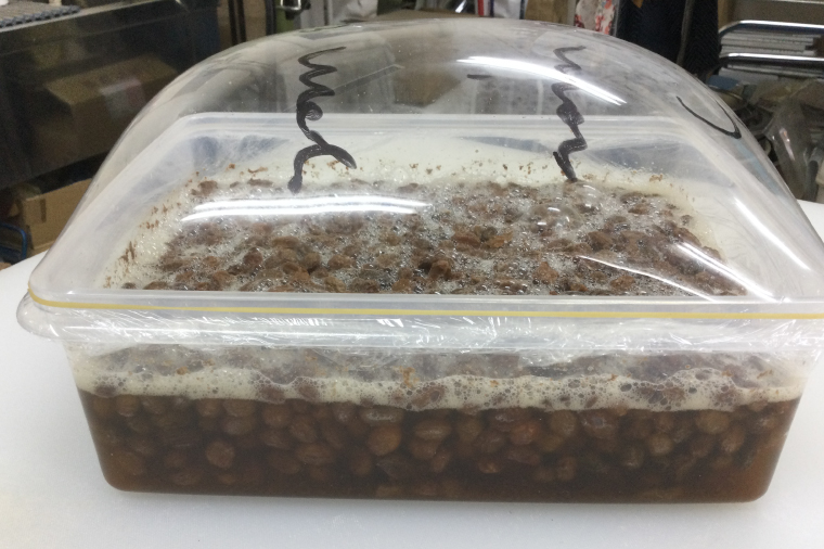 BB004　シンプルパンのスペルト・ノアレザン