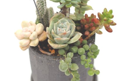サボテン＆多肉植物の寄せ植え【黒ポット】 ／ インテリア 植物 ギフト おしゃれ 彩花園