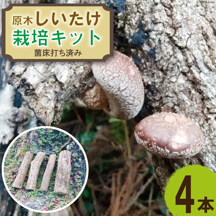 【ふるさと納税】 (高知県津野町産) 原木しいたけ栽培キット 大小混じり4本(菌床打ち済み) [山崎林業 高知県 津野町26ag0002] 椎茸 シイタケ クヌギ 栽培キット 原木 自由研究 食育