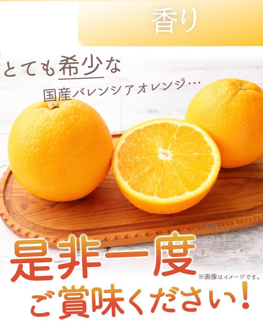 希少な国産バレンシアオレンジ 7kg【ご家庭用訳あり】【2025年6月下旬頃～2025年7月上旬頃に順次発送】【UT77】　XF047_イメージ5