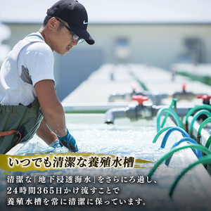 三陸翡翠あわび お手軽ファミリーセット 40g×10個 冷凍 鮑 青空レストラン 蝦夷あわび アワビ 鮑 Abalone ステーキ バターソテー 正月 お正月 おせち 蒸し鮑 バーベキュー BBQ ご