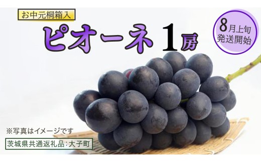 【 お中元 桐箱入り】 ピオーネ １房 【2026年8月上旬発送開始】(茨城県共通返礼品：大子町) ブドウ ぶどう 葡萄 ピオーネ 果物 フルーツ 果実 贈答用 贈り物 ギフト プレゼント