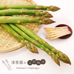 生で食べれる !! アスパラガス 2色 セット（ グリーン ・ パープル  ）約 1.1kg | 新鮮 アスパラ 野菜 アスパラガス ソムリエ 健康 熊本県産 熊本 玉名