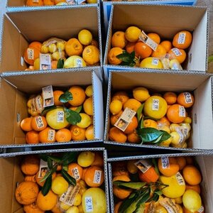 人気の不知火入り!みかん色々4-5種5kg季節の柑橘が楽しめる詰め合わせBox【先行受付】【1531520】