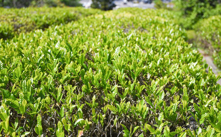 上粉茶(煎茶) 大容量セット(200ｇ×10本)