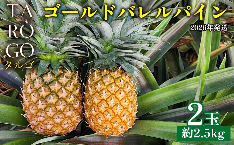 
            TARUGO　ゴールドバレルパイン　2玉（約2.5kg）2026年発送 糖度14度以上 パイン パインアップル パイナップル タルゴ タルゴゴールド トロピカル 希少 ごーるどばれる ゴールドバレル 国産パイン 甘い 香り 高品 高級フルーツ 大玉 国産 やんばる 沖縄 東村
          