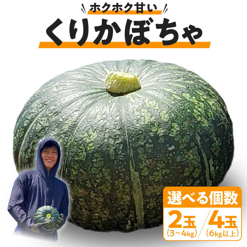 【ふるさと納税】【2026年先行予約】＜選べる＞ くりかぼちゃ 2玉 or 4玉 かぼちゃ 南瓜 栗かぼちゃ 野菜 レア 貴重 期間 数量 限定 旬 人気 お菓子作り 甘い パンプキン スープ 鹿児島 沖永良部 スナップ牧場 知名町 おすすめ ランキング プレゼント ギフト