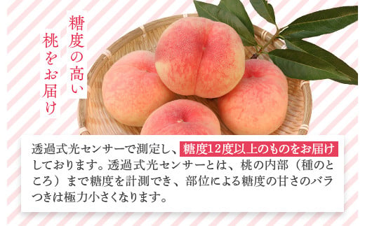 透過式光センサー川中島白桃 特秀5kg相当 15玉～18玉＜ ふくしま未来農業協同組合 ＞ | ふくしま 桃 福島 もも 国見 モモ ※2026年8月～発送