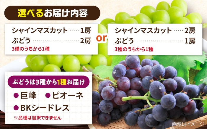 ぶどう マスカット ブドウ フルーツ デザート 産地直送 旬 新鮮 ますかっと