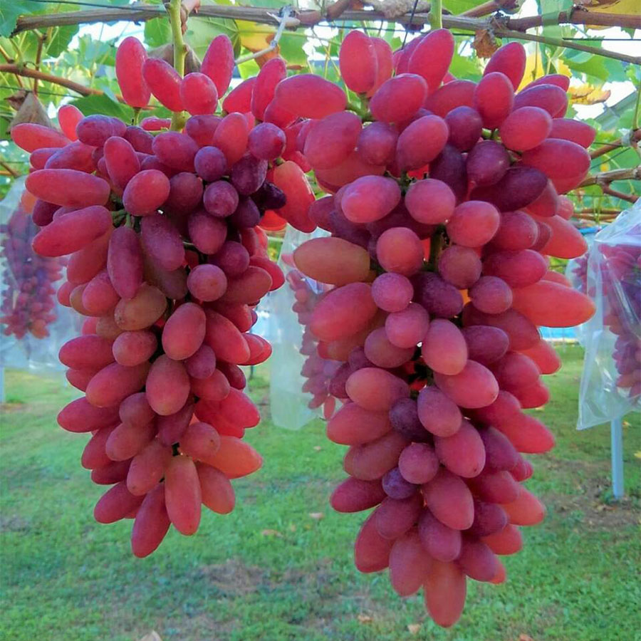 秩父の赤い宝石「ちちぶ山ルビー」1.5kg