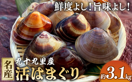 活はまぐり 約3.1kg 【 はまぐり 】