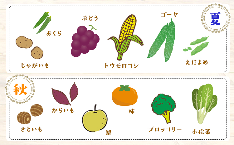 6ヶ月定期便 旬の新鮮野菜・果物詰合せセット(計6回お届け) たっぷり10-15品目 《お申込み月の翌月から出荷開始》 熊本県氷川町産 道の駅竜北
