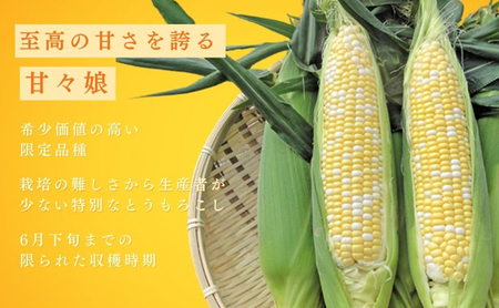 とうもろこし 先行予約 甘々娘 12～14本 幻のとうもろこし 朝どれ 甘い 野菜 夏野菜 旬 夏 高糖度 産地直送 旬の野菜 季節の野菜 新鮮野菜 おやつ コーン 先行 予約 2026 2026年 