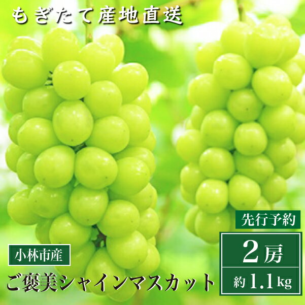 【ふるさと納税】【先行受付・産直もぎたて】ご褒美シャインマスカット2房（約1.1kg ブドウ シャインマスカット 先行 予約 産地直送 新鮮）